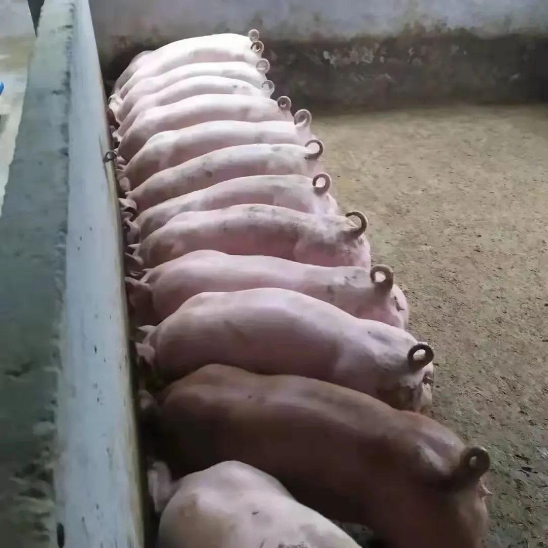 普旺獸藥廠家母豬保養